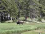 G-Watching Bison , returning from Mammoth (3).jpg (125kb)